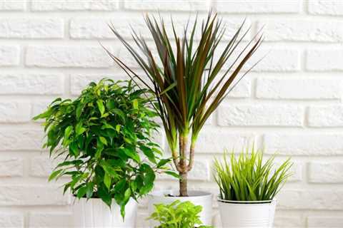 11 Best Trailing Plants