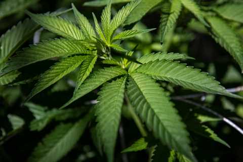 Vote in the House to Decriminalize Cannabis