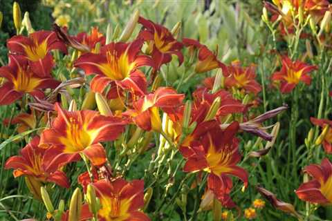 13 Perennials That You Didn’t Know Could Divide