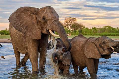U.S. allows hunters to import some elephant trophies from African countries