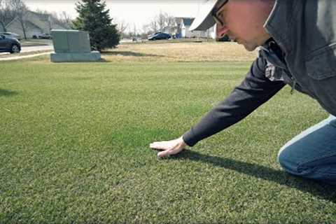 What Happened To My Lawn?? // Spring Lawn Care Updates