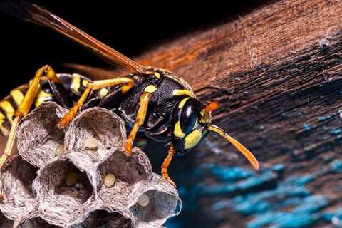 You can control summer wasps by eliminating the queen in the spring