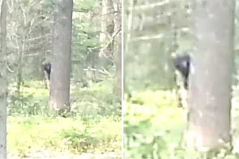 This US Forest Service Official Detailed That Something Is Hiding In National Parks Across The US