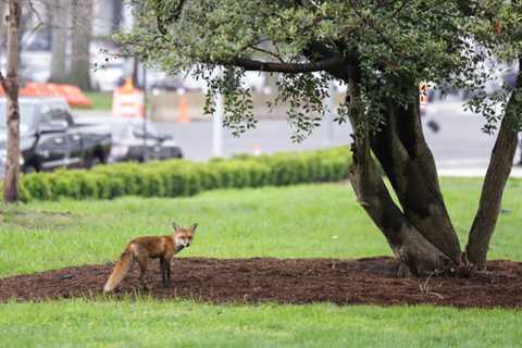 The Capitol Fox, Euthanized after Attacks, Tests Positive For Rabies