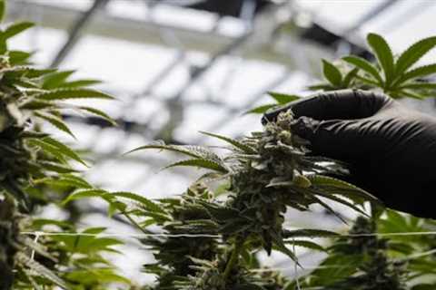 The Reasons Why Congress is dragging its feet on pot legalization - FiveThirtyEight Politics Podcast