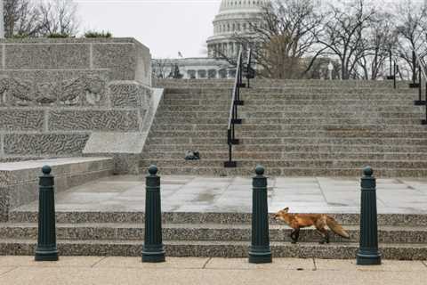 American Politics Haven't Done Well for the Fox