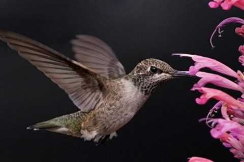 Hummingbirds will flock to your home if you plant this.