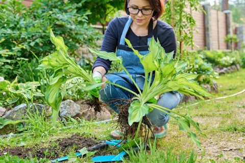 9 Perennials to Divide in Spring