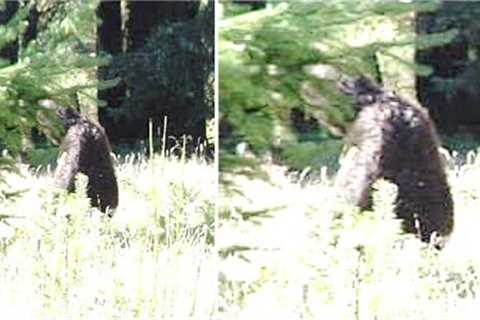 This National Park Ranger Can't Explain What This Trail Camera Just Captured Deep In These Woods
