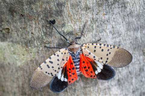 7 Invasive Insects: What to Do About Them