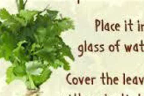 How To Store Leafy Greens Fresh In The Fridge