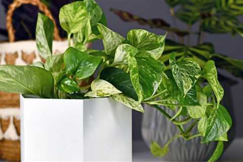 Ten Best Houseplants to Propagate