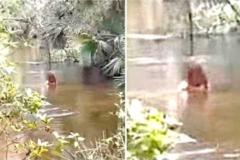 This Hiker Noticed Something Moving In This River But Park Officials Soon Made A Chilling Discovery