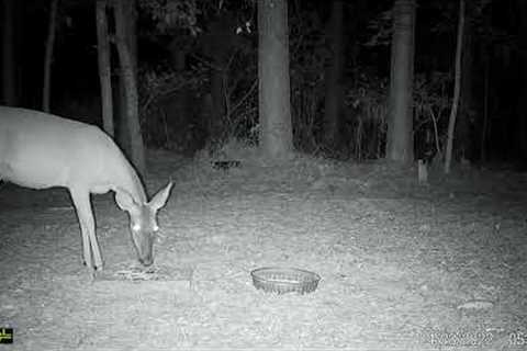 live deer cam - trail cam videos - deer cam