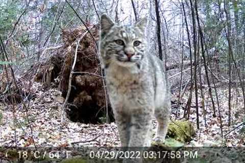 April 15th-30th Trail Cam Videos Tomahawk Wisconsin The Black Bear Are Back!