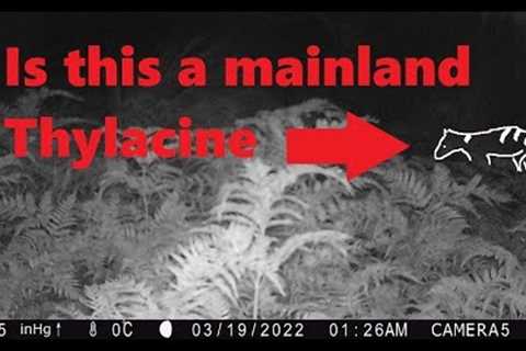 Is this a mainland Thylacine?  |  5x Trail camera images  |  Gippsland, Victoria