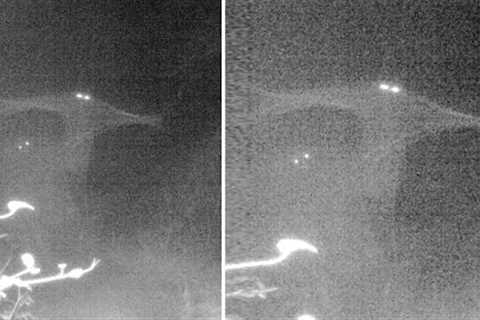 This Forest Ranger Looked Through His Trail Camera But Couldn't Explain What It Had Captured