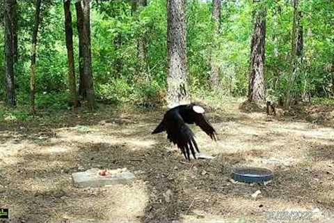 squirrels and birds eating early morning - trail cam videos