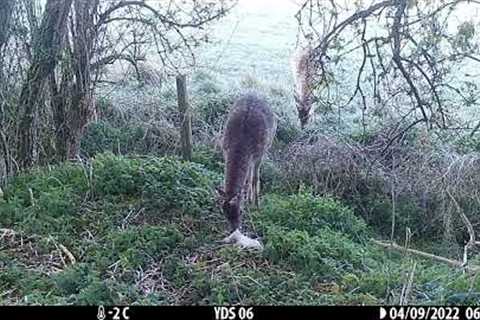 Browning trail camera montage