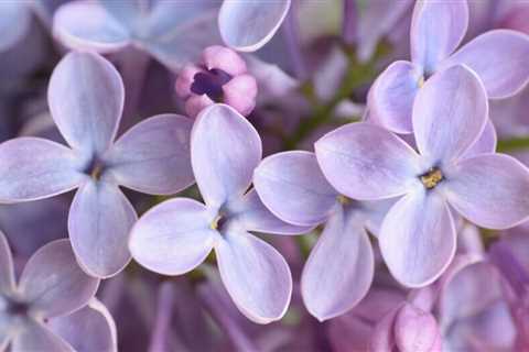 How to Grow and Care For Lilac Bushes