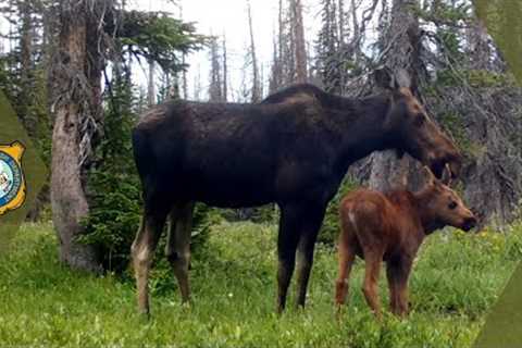 Wyoming Wildlife - Trail Cam Footage Compilation