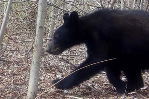 Blue Mountain 8 - April Trail Camera Video, return to black bear haven.