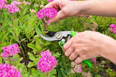 9 Tips for Summer Gardening from the Pros
