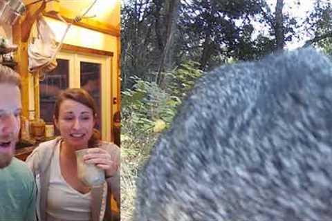 Look What Our Trail Cam Found in our Backyard!