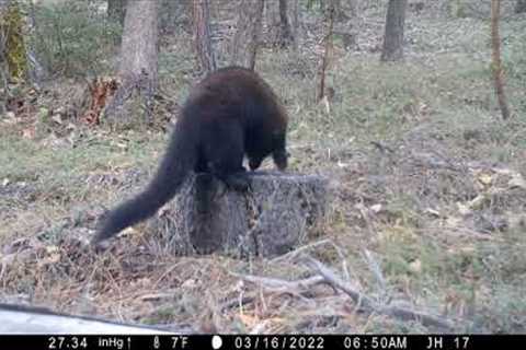 Rare Blacktail deer pics and other forest critters on trail camera