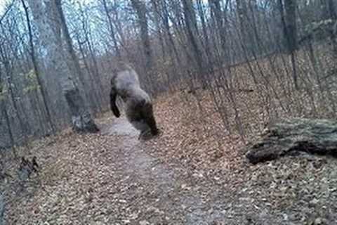 Explained Hidden Trail Cam Photos