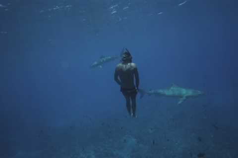 Free Divers Training Partners: Sharks