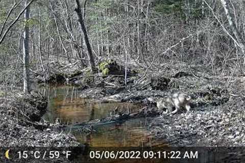 May 1-8 Trail Camera Videos Tomahawk Wisconsin