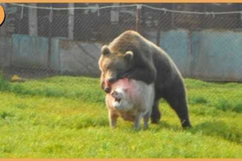 15 Unbelievable Bear Attacks And Interactions Caught On Camera