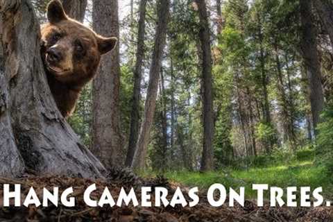 Montana Wildlife - Trail Cam Footage Compilation, Episode 1