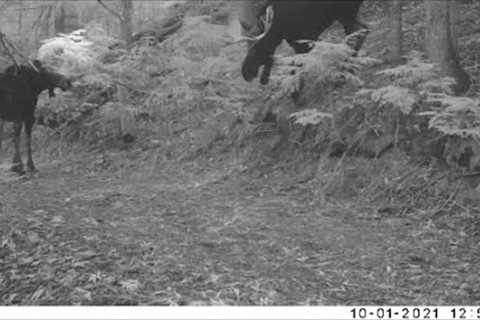 Trail Camera Video  May 11, 2022