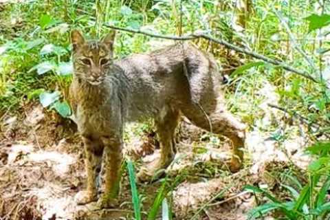 Wildlife Trail Camera Videos: Bobcats and Baby Armadillos in Alabama