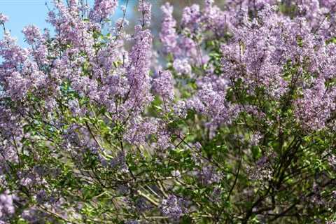 Here’s What to Do If Your Lilacs Aren’t Flowering