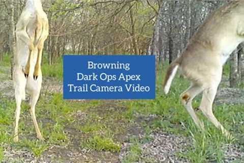 New Trail Camera Site: Browning Dark Ops Apex Video March 27-31, 2022