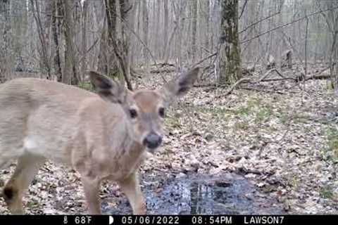 Michigan Trail Camera Critters 051322
