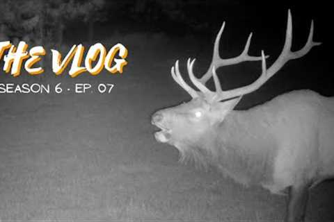 Elk shed of the year and trail cameras