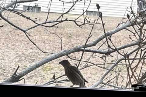 If Birds Peck at Your Windows and Mirrors, This is What it Means