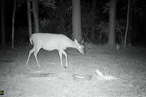 trail cam videos - spring 2022