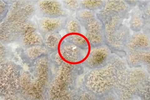 This Drone Pilot Spotted This Out In The Middle Of A Field But Didn't Expect It To Be This