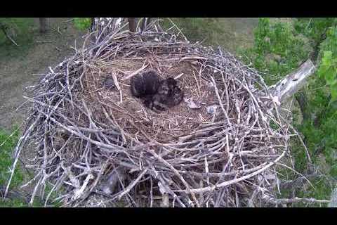 Xcel Energy Fort St. Vrain Side Eagle Cam