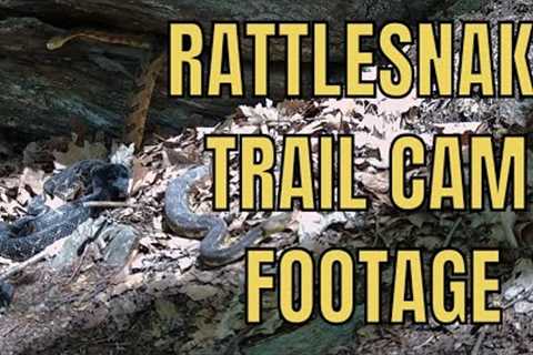 TIMBER RATTLESNAKE DENS/TRAIL CAM FOOTAGE