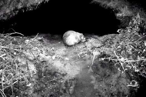 Beaverdam Removal Trail Camera Footage! || This Has To Be A Female Beaver! ?