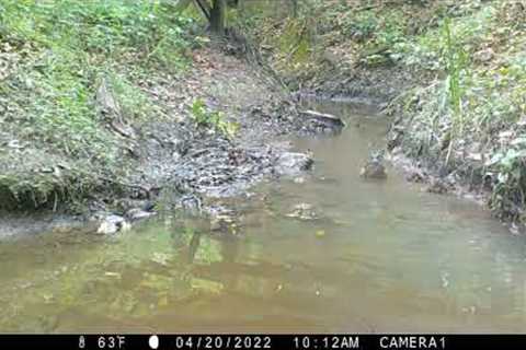 Backyard Trail Camera, Creek Cam, Winter and Spring 2022, South Louisiana