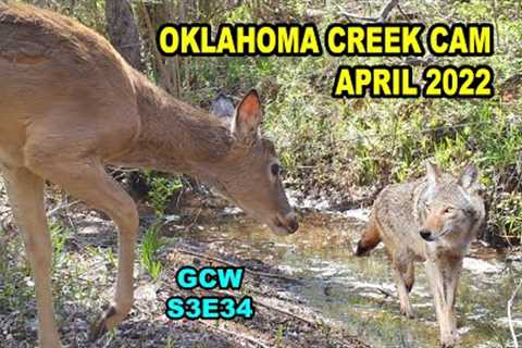 Creek Cams April 2022 S3E34 #trailcam #wildlife #nature