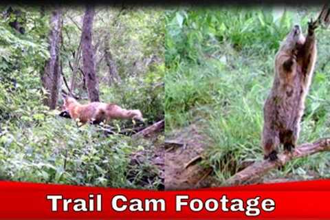 Trail Camera Footage, Week 2, Epic!!! #Trailcamfootage #Critters