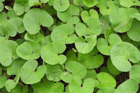 10 Best Shade-Tolerant Ground Cover Plants